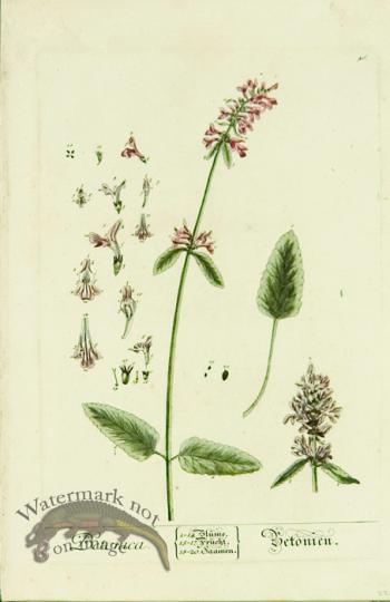 Blackwell German 217